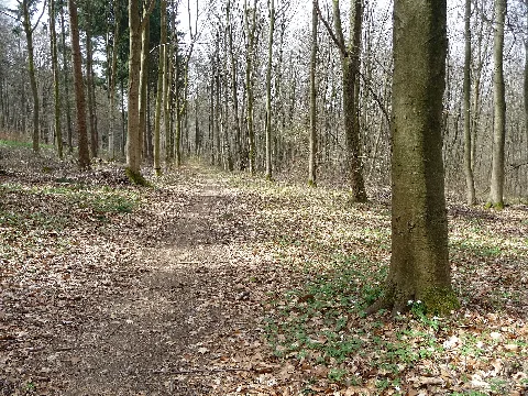 Butterpfad Near Rengsdorf, Germany, View In Western Direction