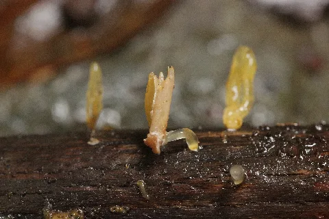 Calocera Sp. (23554202498)