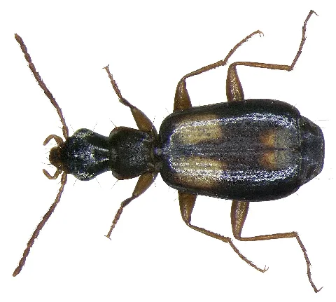 Calodromius Spilotus (Illiger, 1798) (2971908396)