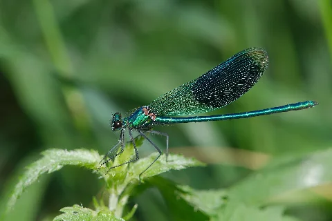 Calopteryx Splendens (14732200683)