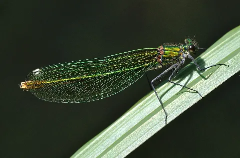 Calopteryx Splendens Qtl5
