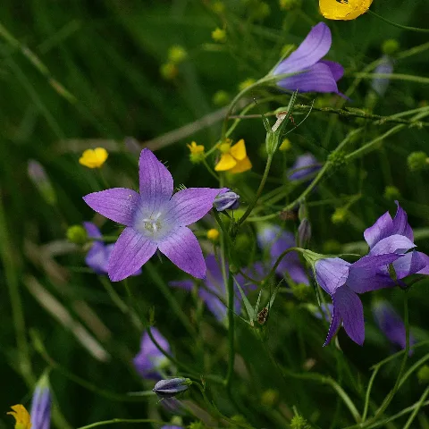 Campanula Patula01