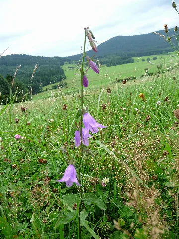 Campanula Rapunculoides Acker Glockenblume