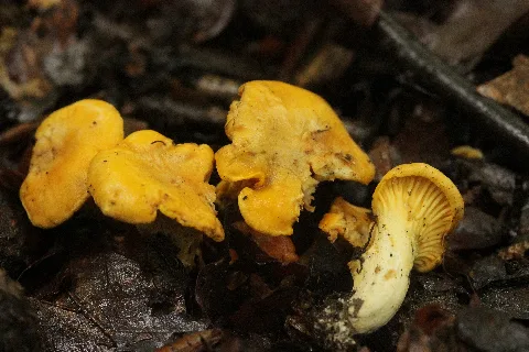 Cantharellus Cibarius (35689564284)