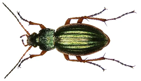Carabus Auratus Linné, 1761 (2987337736) (2)
