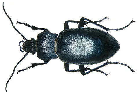 Carabus Glabratus Glabratus Paykull, 1790 (2971911588)