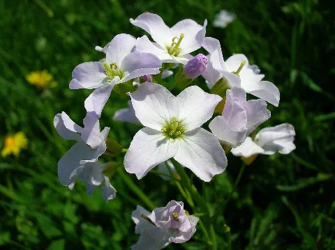 Cardamine Pratensis Flower