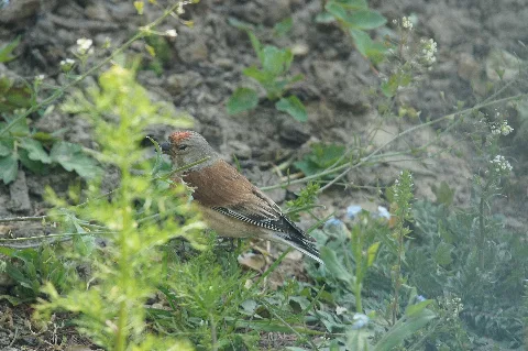 Carduelis Cannabina Garden