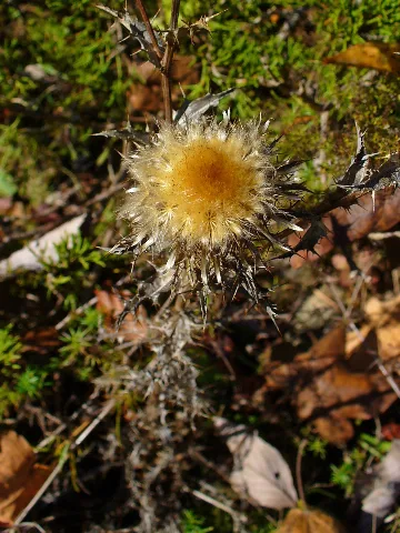Carlina Vulgaris 001