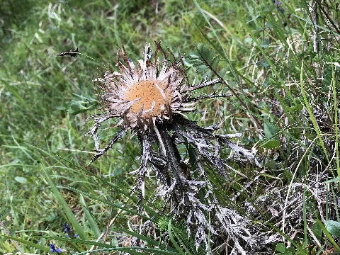Carline Thistle