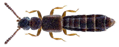 Carpelimus Gracilis (Mannerheim, 1830) (29092450570)