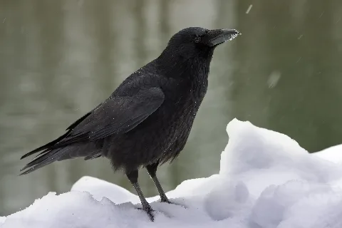 Carrion Crow Corvus Corone