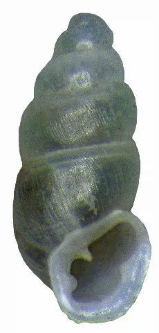 Carychium Tridentatum (Risso,1826) (5585856918)