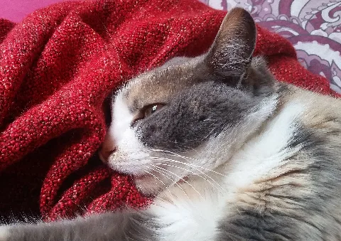 Cat Kneading And Sucking Blanket 2