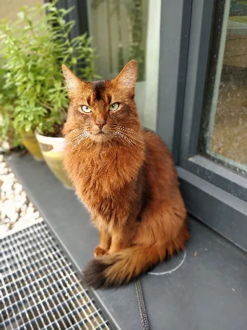Cat Somali