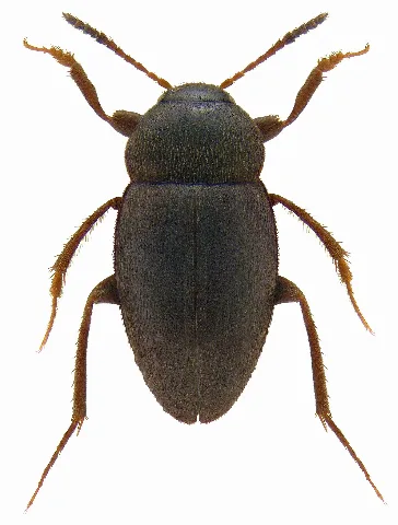 Catops Fuliginosus