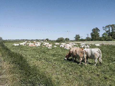 Cattle, Saal (Lrm 20200531 155119)