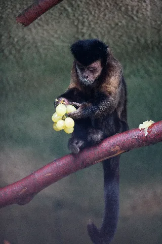 Cebus Apella Eating Grapes 0006