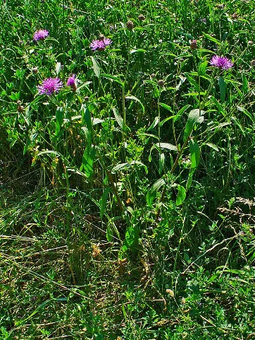 Centaurea Jacea 001