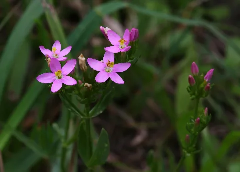 Centaurium Erythraea 6238
