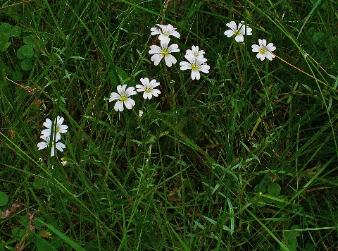 Cerastium Arvense 001