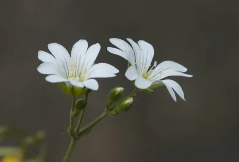 Cerastium Arvense (Caryophyllaceae) (Field Mouse Ear) (Flowering), Ortenaukreis (Landkreis), Brd