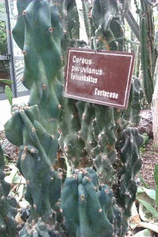Cereus Peruvianus At Jülich Research Centre Imag5386