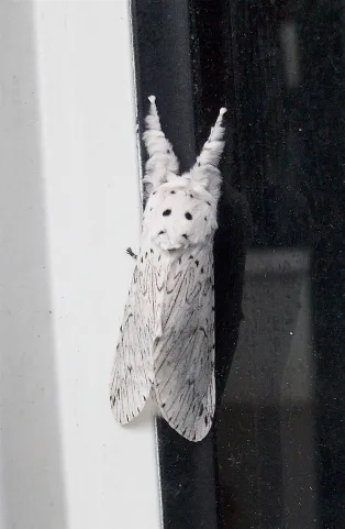 Cerura Erminea Darmstadt Ger 1