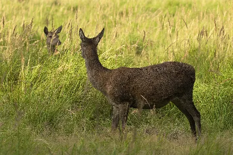 Cervus Elaphus Lc0265
