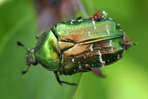 Cetonia Aurata 01 Fws