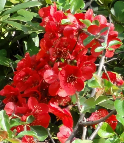 Chaenomeles Hybride Palmengarten Frankfurt