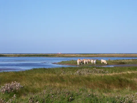 Charolaisrinder Im Naturschutzgebiet "Grüner Brink" Bild Nr.100 2200