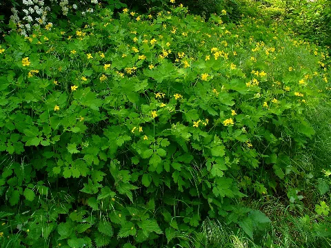 Chelidonium Majus 001