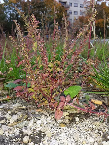 Chenopodium Polyspermum Sl1