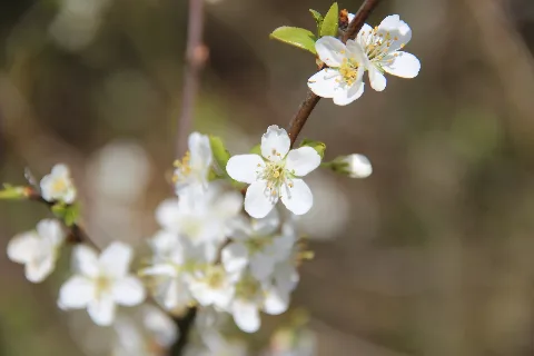 Cherry Tree Flowers Panoramio (2)