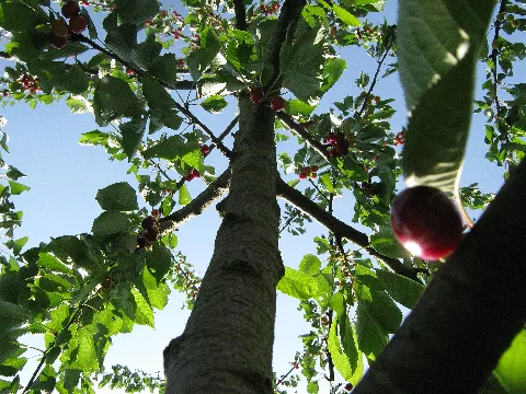 Cherry Tree Top 1