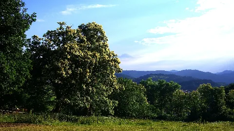 Chestnuts Panoramio