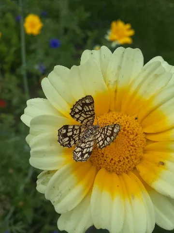 Chiasmia Clathrata