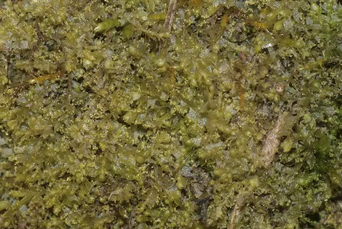 Chiloscyphus Minor (A, 153831 482549) 0279