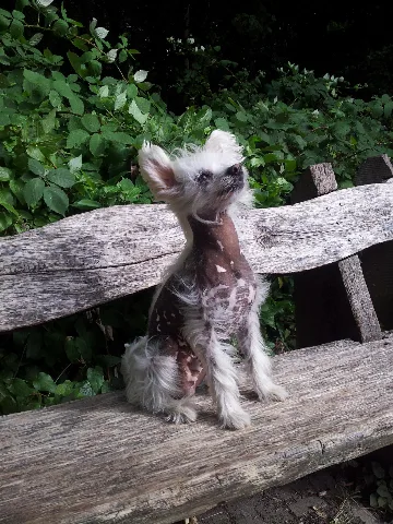 Chinese Crested Dog Hairy Hairless