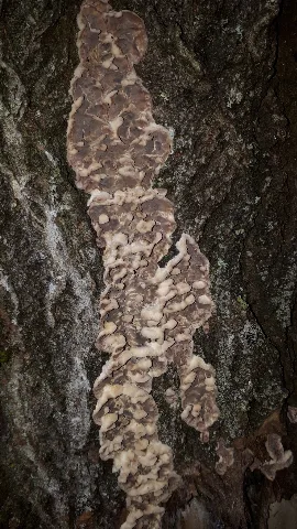 Chondrostereum Purpureum 60072769