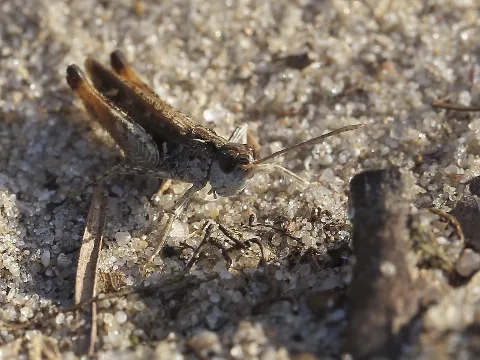 Chorthippus ??? (11136576723)