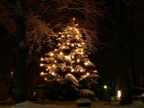 Christmas Tree In Fischerhude