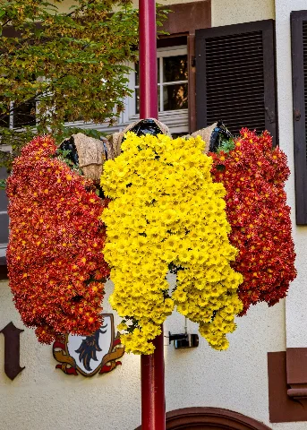 Chrysanthema 2016 Lahr Jm24292