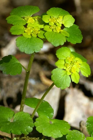 Chrysosplenium Alternifolium (Saxifragaceae) (Alternate Leaved Golden Saxifrage) (Flowering), Ortenaukreis (Landkreis), Brd