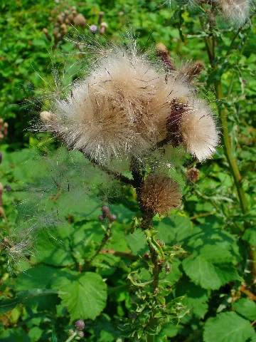 Cirsium Arvense 004