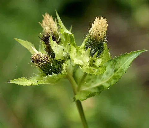 Cirsium Oleraceum (L.) (8000233543)