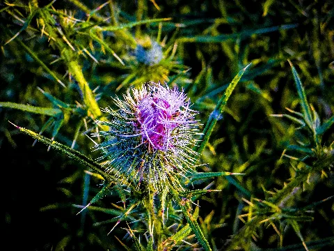 Cirsium Vulgare Habitus, Gewöhnliche Kratzdistel (9247093730)
