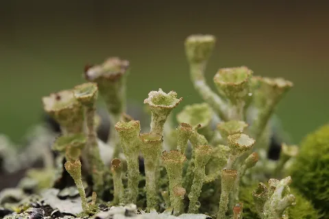 Cladonia Cf. Fimbriata (34241715492)