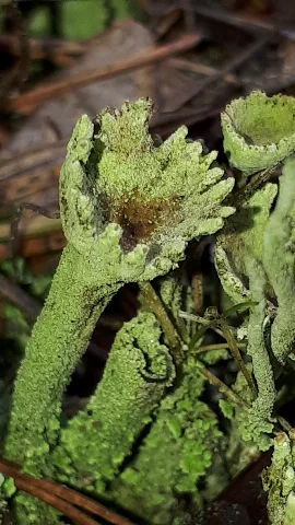 Cladonia Fimbriata 81618474